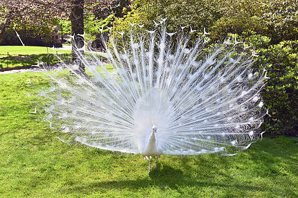 white peacock with tail