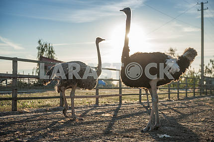 Ostriches against the sky