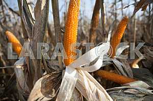 Maize