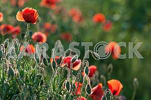 Field with blooming poppies