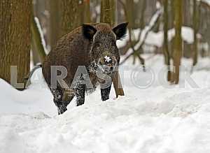 Wild boar