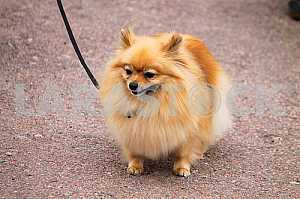 Pomeranian dog