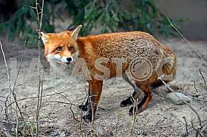 Portrait of red fox