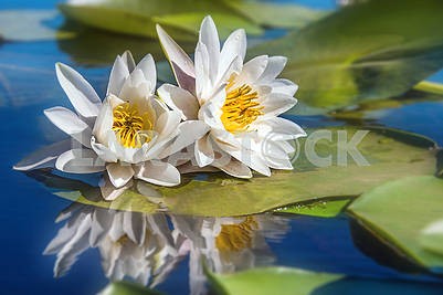 Two white waterlilies