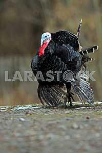 Turkey
