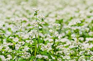 Buckwheat