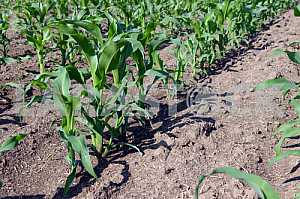 Field corn in the factory