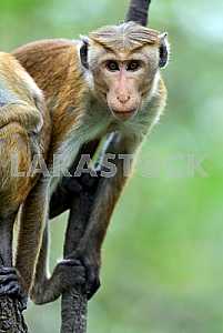 Macaca in Sri Lanka