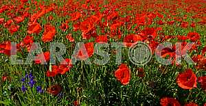 Poppy