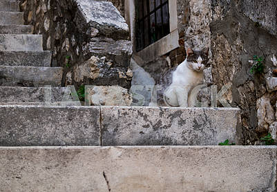 Кошка на лестнице в Шибенике																													