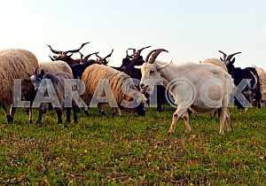 Herd of sheep on a mountain pasture
