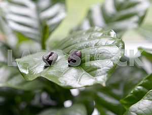 Coffee beans in coffee leaves