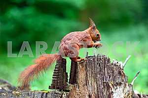Squirrel