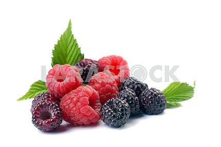 Red and black raspberry with leaves 