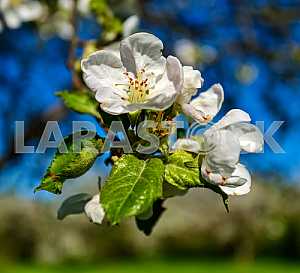 Apple blossoms
