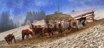 Pasture in a blizzard