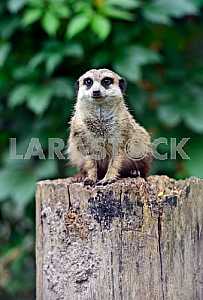 Meerkats