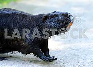 Nutria