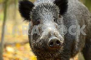 Wild pig