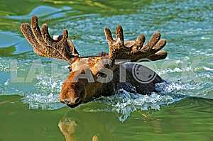 Elk floats
