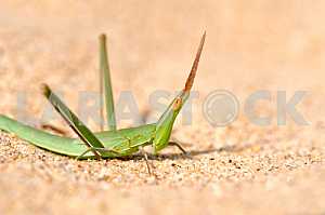 Grasshopper