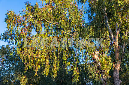 Eucalyptus branch