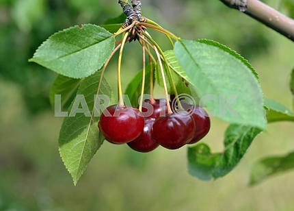 Cluster of red cherries