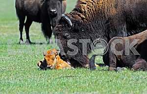 Bison