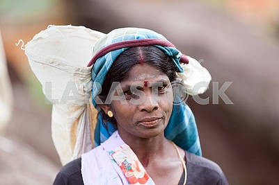 Women - tea gatherers on the plantations of Sri Lanka 21. 02.201