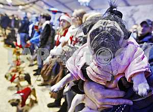 Новогодняя Мопсо-тусовка в Киеве.