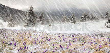 Crocuses in a blizzard