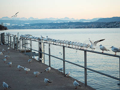 Seagulls on the waterfront in Zurich