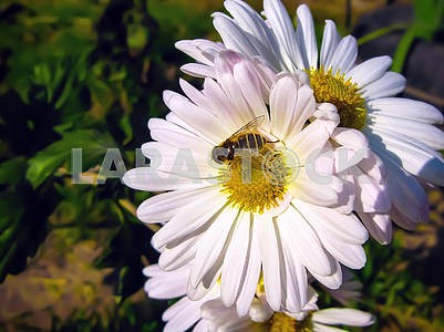White daisies and a bee
