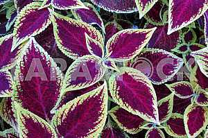 Decorative nettle