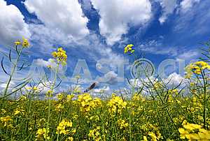 Yellow flowers of rape