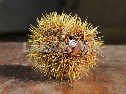 Hedgehog-Chestnut