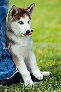 Husky