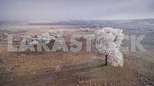 Деревья в инее