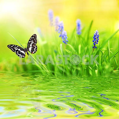 Green background, beautiful butterfly, grass, blue flower, reflection in water