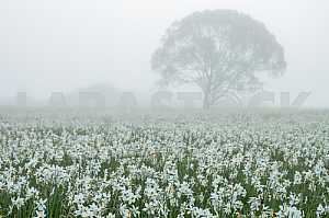 Narcissus Valley