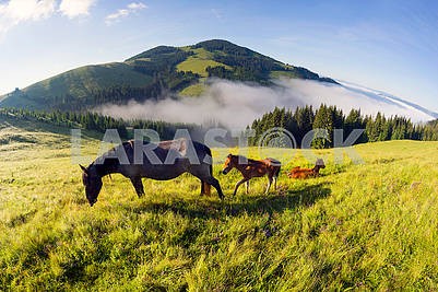 horses in the foggy Carpathians