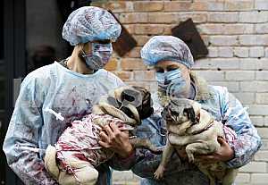 Couple dressed in medical gowns are holding two pugs
