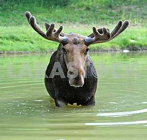 Elk