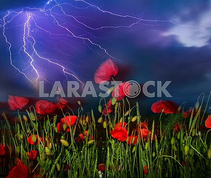 Field with bright blooming poppies