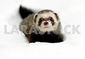 Forest polecat