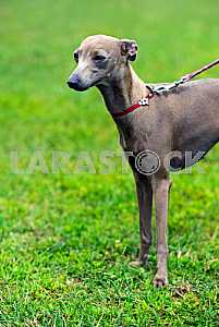 Greyhound