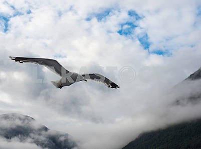 Seagull in the mountains