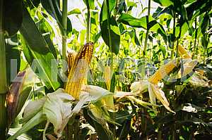 Field