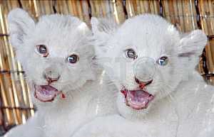 White lion cubs