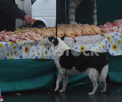 Продавец дает собаке кусок мяса